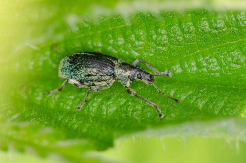 Réf. 257 408 : Phyllobius pomaceus